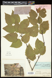 Betula cordifolia image