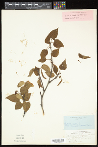 Betula cordifolia image