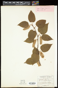 Betula cordifolia image