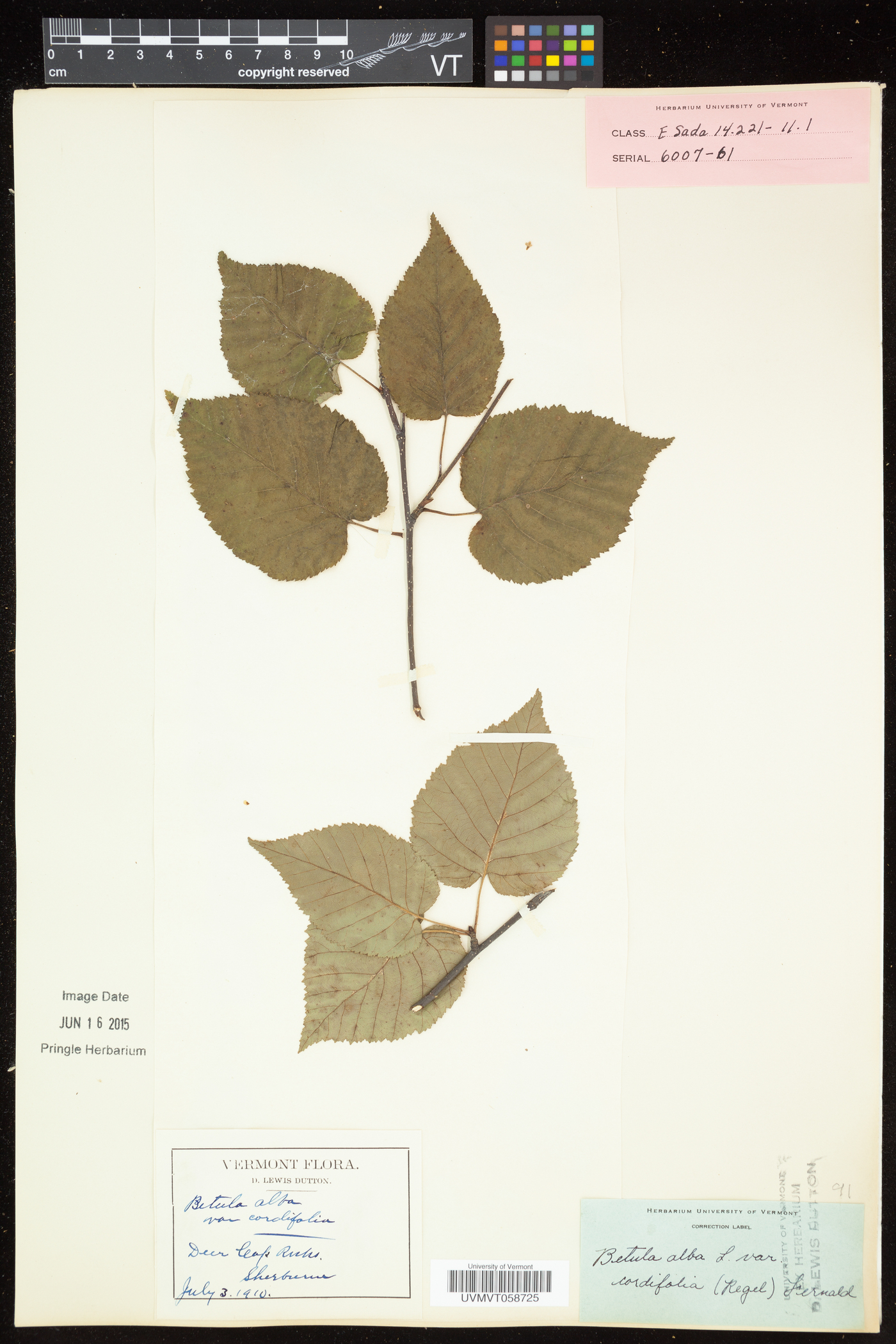 Betula cordifolia image