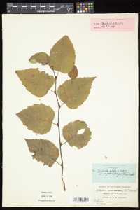 Betula cordifolia image