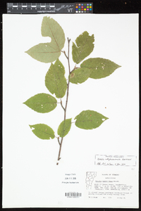 Betula alleghaniensis image