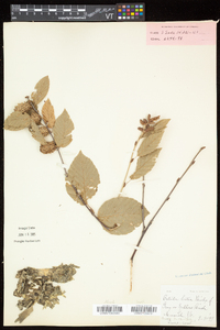 Betula alleghaniensis image