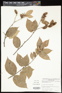 Betula alleghaniensis image