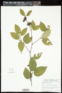 Betula alleghaniensis image