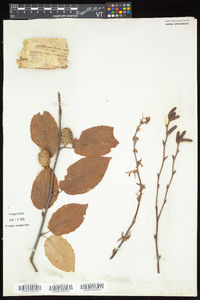 Betula alleghaniensis image