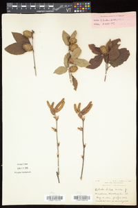 Betula alleghaniensis image