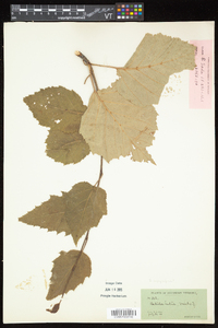 Betula alleghaniensis image