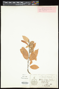 Betula alleghaniensis image