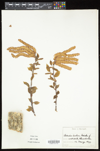 Betula alleghaniensis image