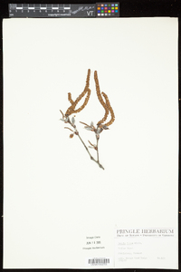 Betula alleghaniensis image