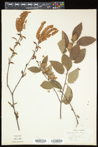 Betula alleghaniensis image