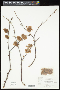 Betula alleghaniensis image