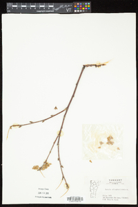 Betula alleghaniensis image