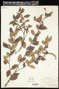 Betula alleghaniensis image