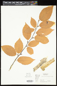 Betula alleghaniensis image