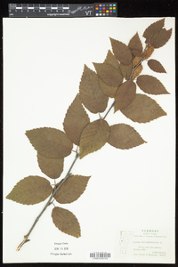 Betula alleghaniensis image