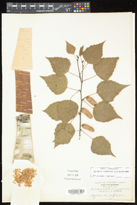 Betula caerulea image