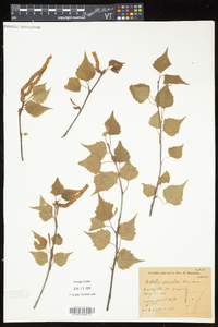 Betula caerulea image