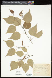 Betula caerulea image