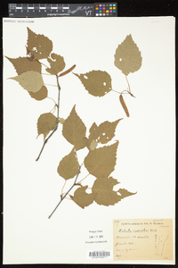 Betula caerulea image