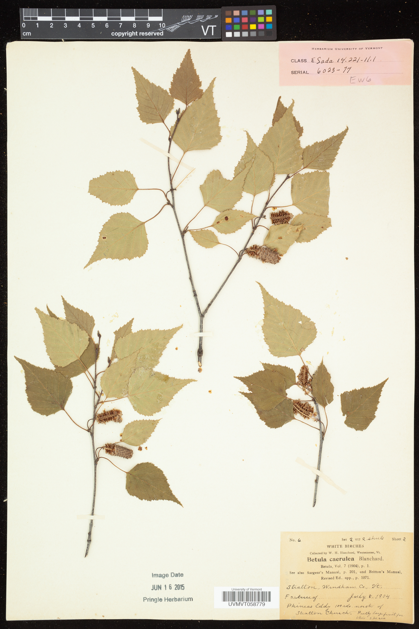 Betula caerulea image