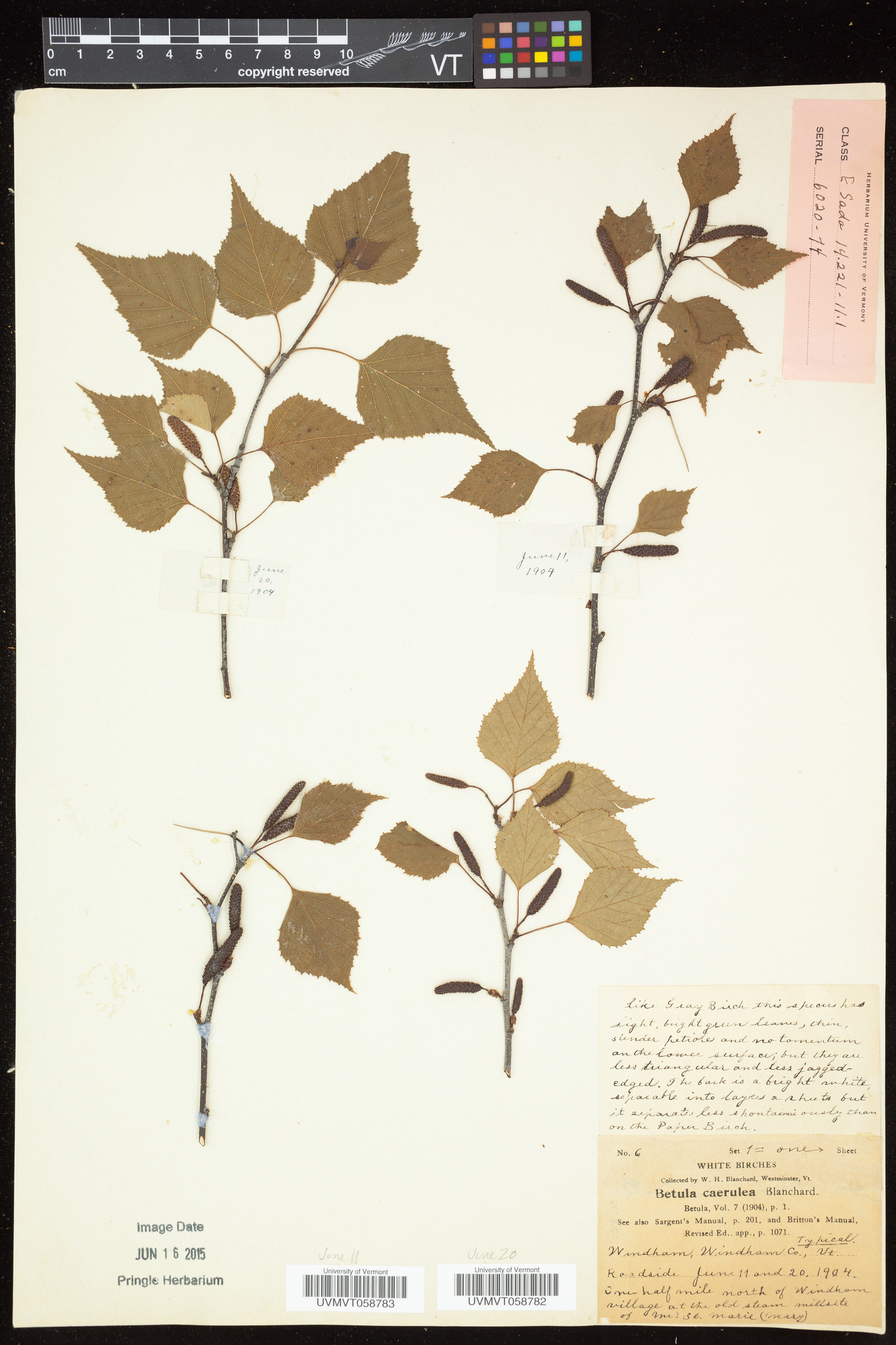 Betula caerulea image