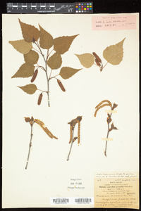 Betula caerulea image