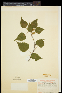 Betula caerulea image