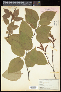 Betula lenta image