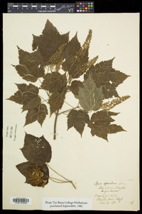 Acer spicatum image