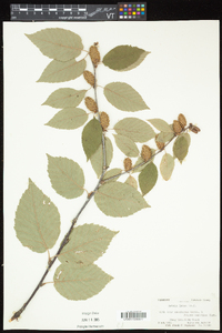 Betula alleghaniensis image