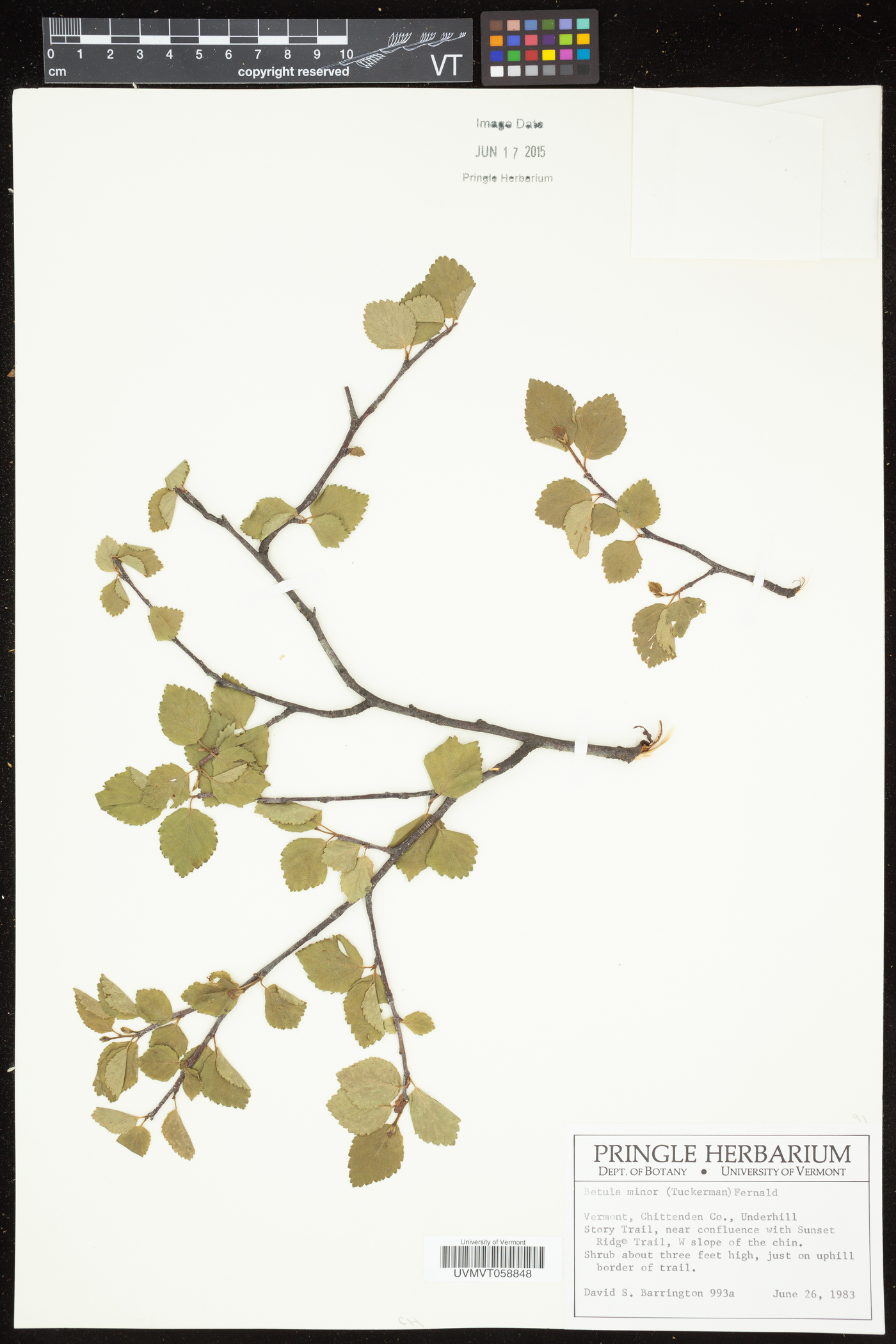 Betula minor image