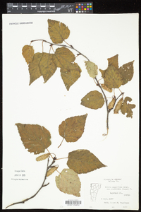 Betula cordifolia image