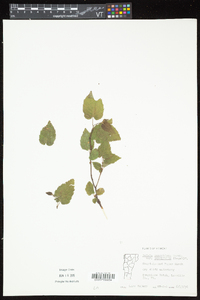 Betula cordifolia image