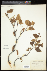 Betula cordifolia image