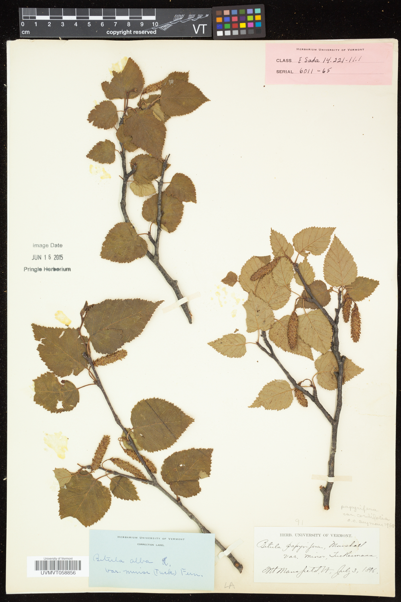 Betula cordifolia image