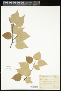 Betula cordifolia image