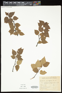 Betula cordifolia image