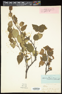 Betula cordifolia image