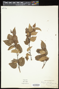 Betula cordifolia image