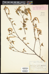 Betula populifolia image