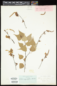 Betula populifolia image