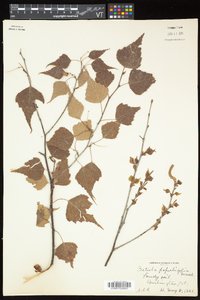 Betula populifolia image