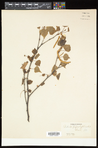 Betula populifolia image