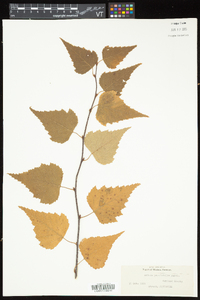 Betula populifolia image