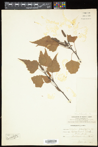 Betula populifolia image