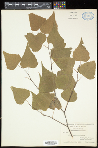 Betula populifolia image