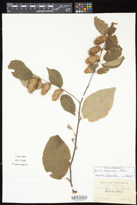 Betula alleghaniensis image