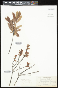 Myrica gale image